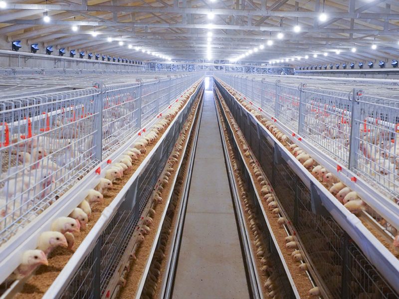 使用肉雞養(yǎng)殖設備哪些問題不可忽視？